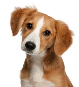 Hund (Foto: petworldkonkurrence.dk) Hund (Foto: petworldkonkurrence.dk)