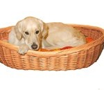 Hunden skal have et sted at sove - f.eks en hundekurv. (foto petworld.dk)