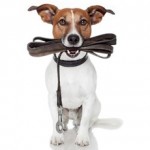 Hundeseler (foto: petworld.dk)
