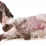 loppemiddel (foto: petworld.dk)